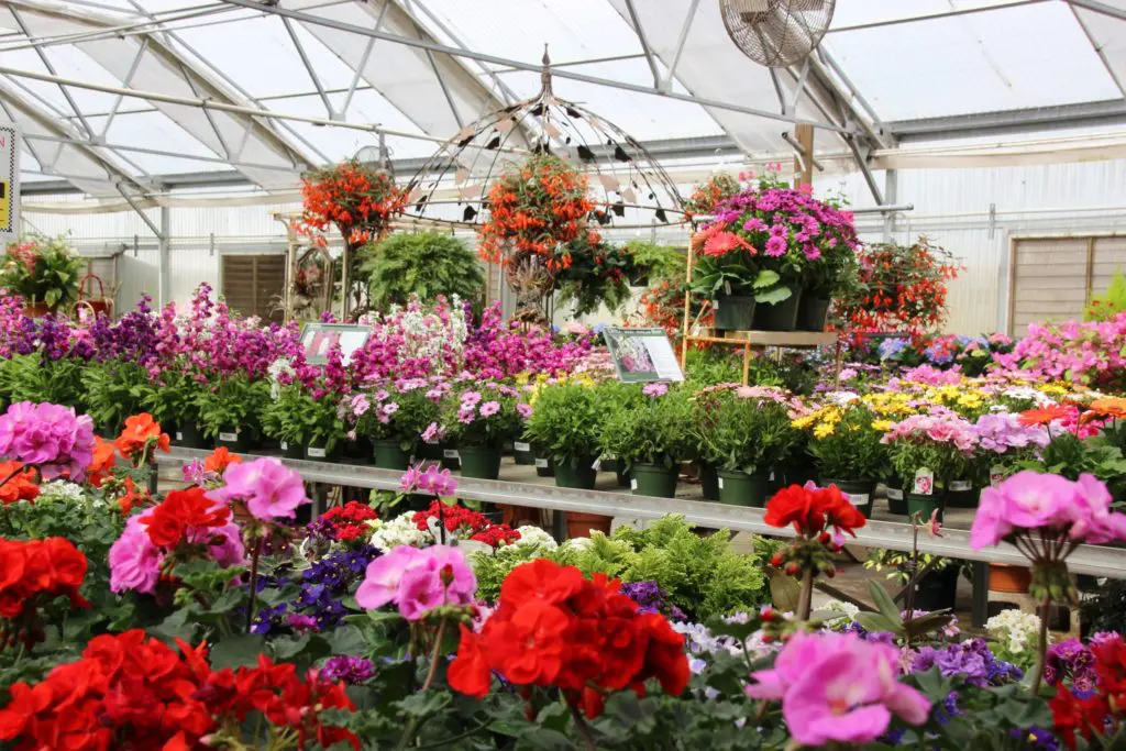 Brookwood Community's lush plants can be ordered online and picked up at the campus in Brookshire. (Photo by The Brookwood Community)