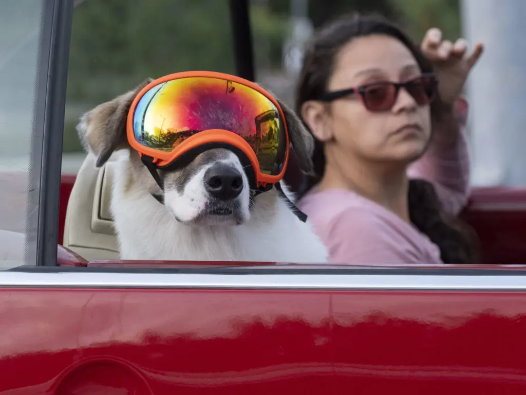 Having a cool copilot is more important than ever in these days of social distancing. (Photo by F. Carter Smith)