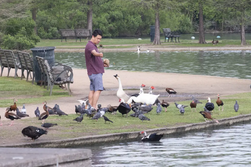 A man feeds the wildlife in Hermann Park. Ducks and geese are not into the social-distancing thing. (Photo by F. Carter Smith)