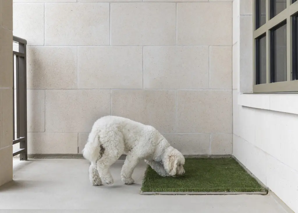 The Revere at River Oaks takes special care to accommodate pets. (Photo by Julie Soefer)