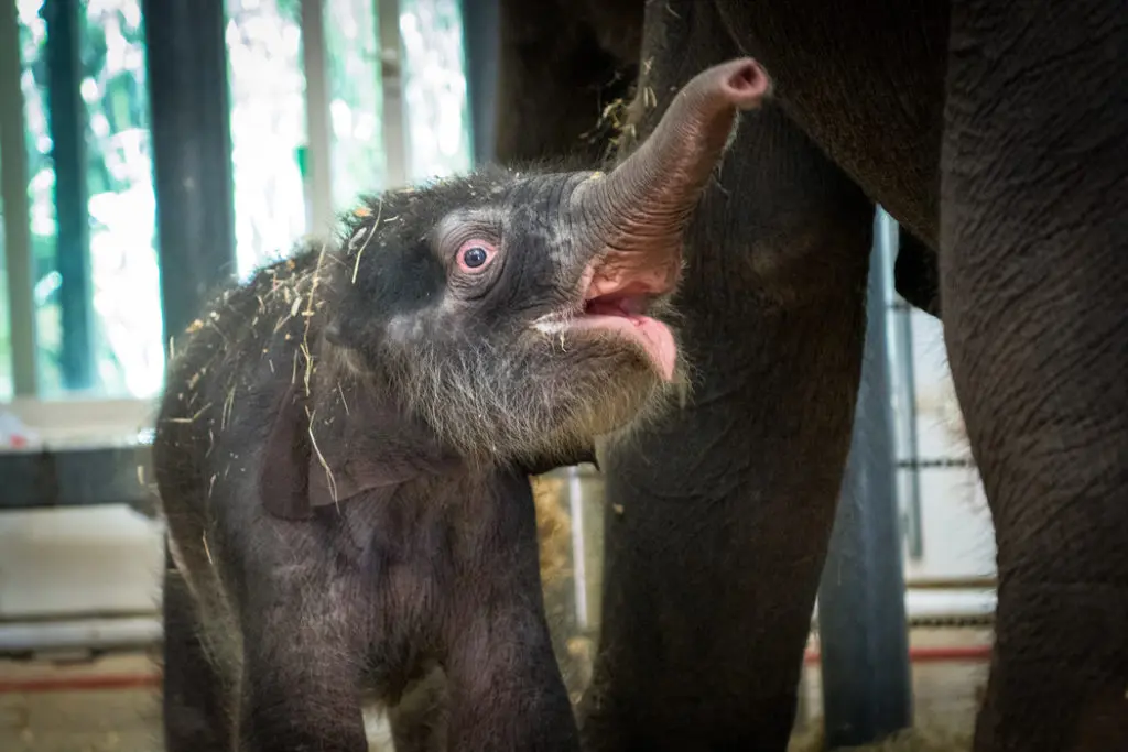Baby elephant Nelson was born doing the Houston Zoo's COVID closure.  (Photo by Stephanie Adams/Houston Zoo)