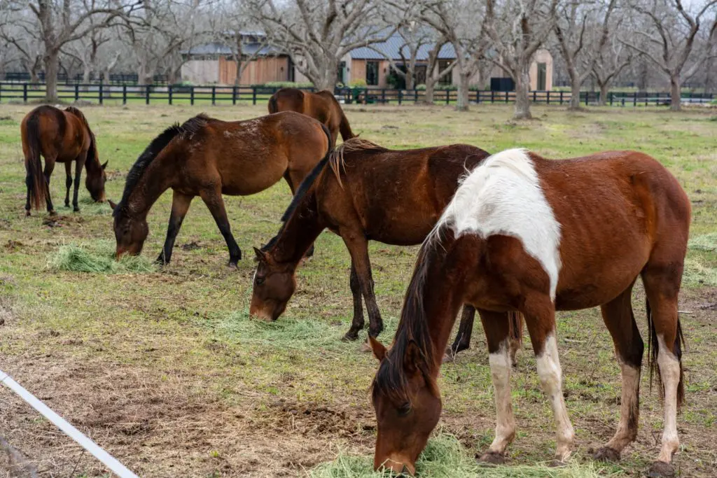The equestrian-centric development includes polo fields and bridle paths for residents' horses. (Photo by ProHouse)