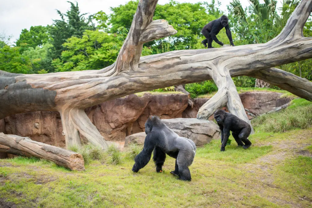 The popular Gorilla Habitat is among exhibits to open after the pandemic closure on March 14. (Photo by Stephanie Adams/Houston Zoo)