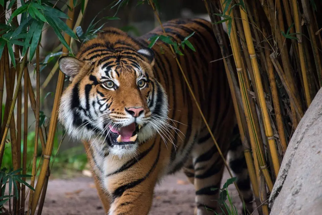 Tigers and lions and other Houston Zoo animals return to the spotlight when the zoo reopened its to the public June 2020.  (Photo by Stephanie Adams/Houston Zoo)