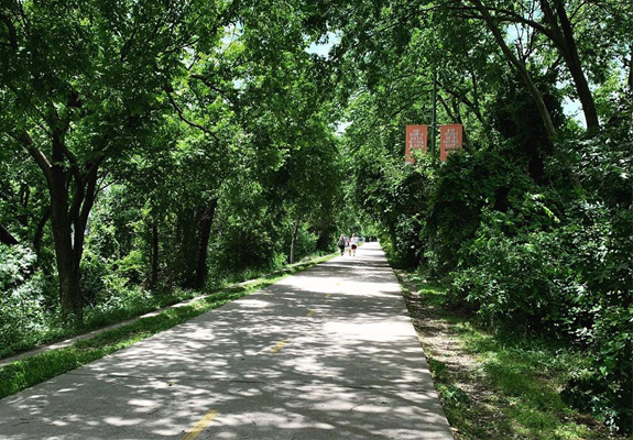 The Katy Trail's glorious shade provides welcome relief from the hot Dallas sun.