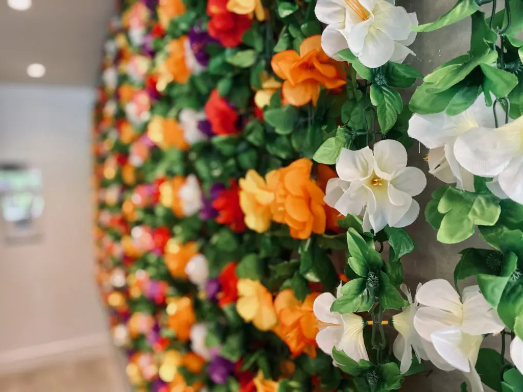 One recurring theme of most Salsa Limon's are walls lined with colorful flowers. (Rosalia Ramirez Antonio).