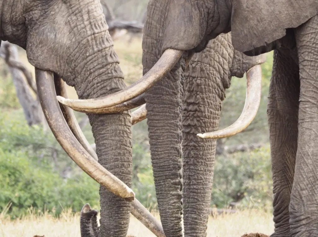 Elephants in Botswana are poached for their ivory and other body parts to sell on the black market, leaving orphans behind.