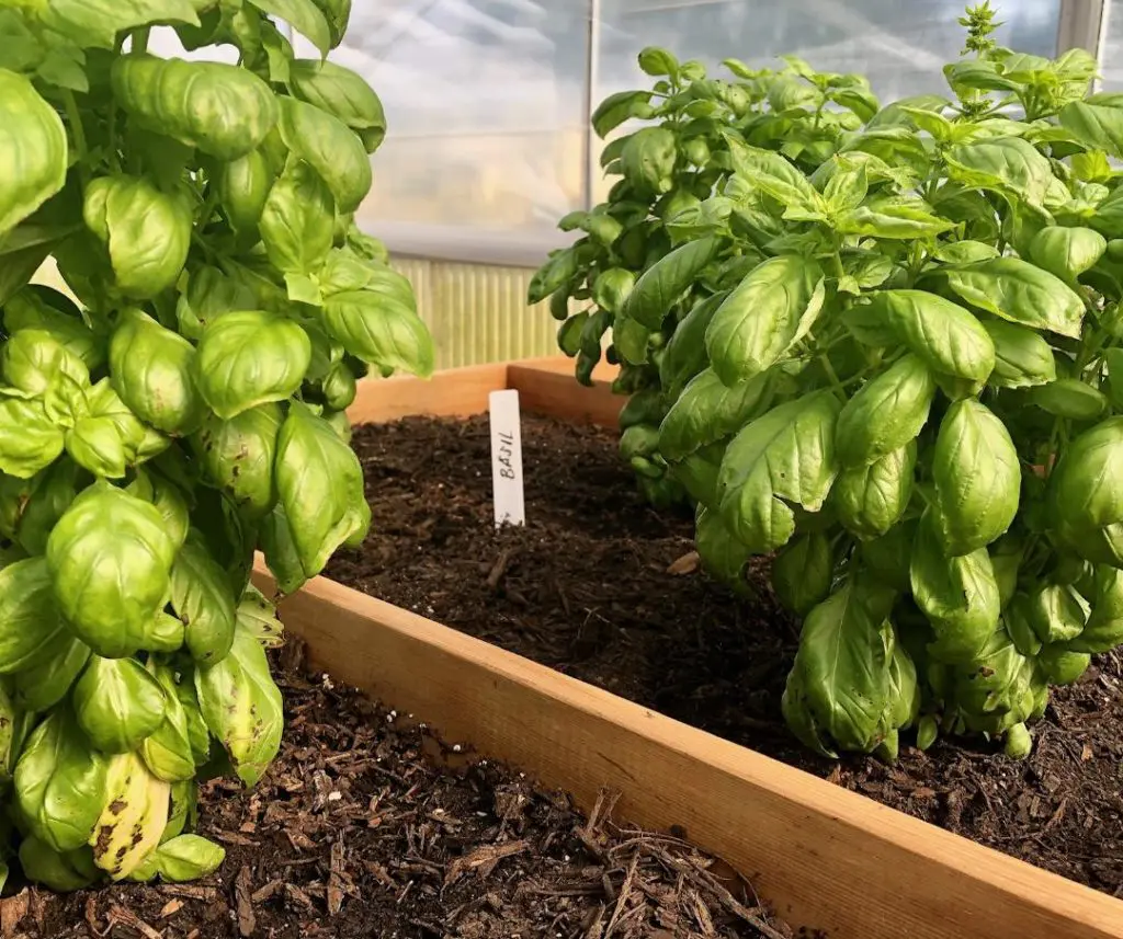 Take home a snip of your favorite herbs from the trimming garden. (Photo by Courtney Dabney).
