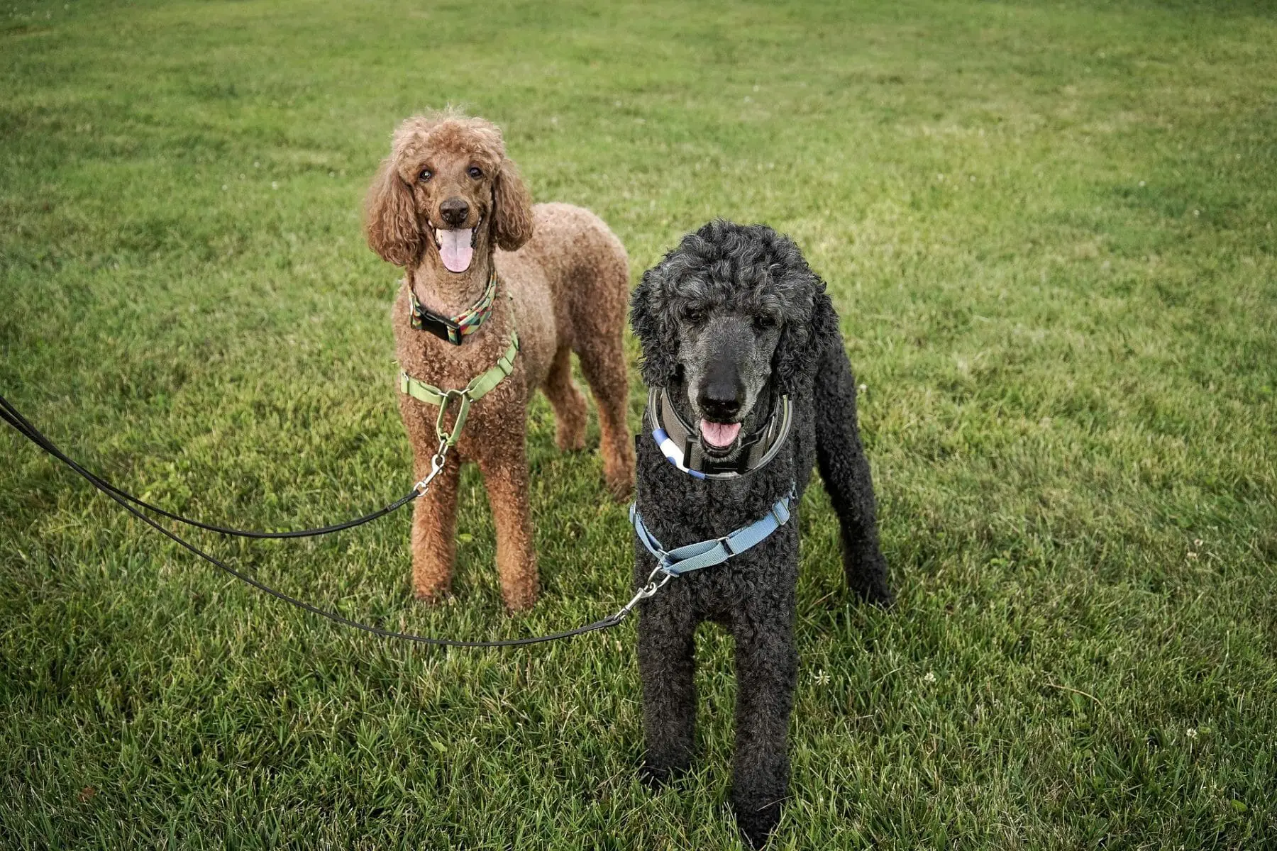 Standard Poodle Running Dogs