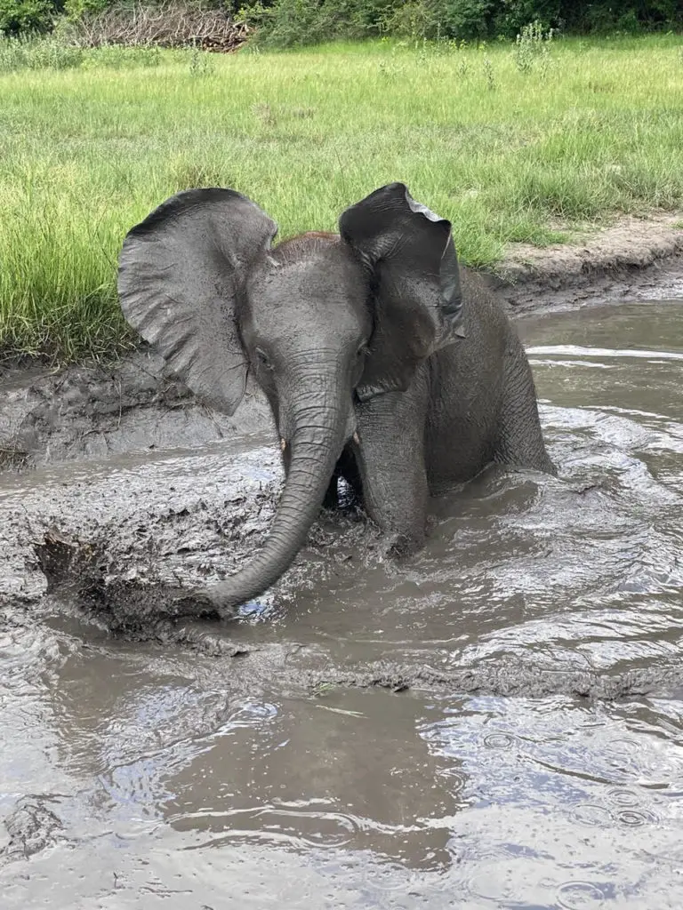 Elephant Havens' first orphan, Mmamotsi, in 2018 when she was 2 years old.  
