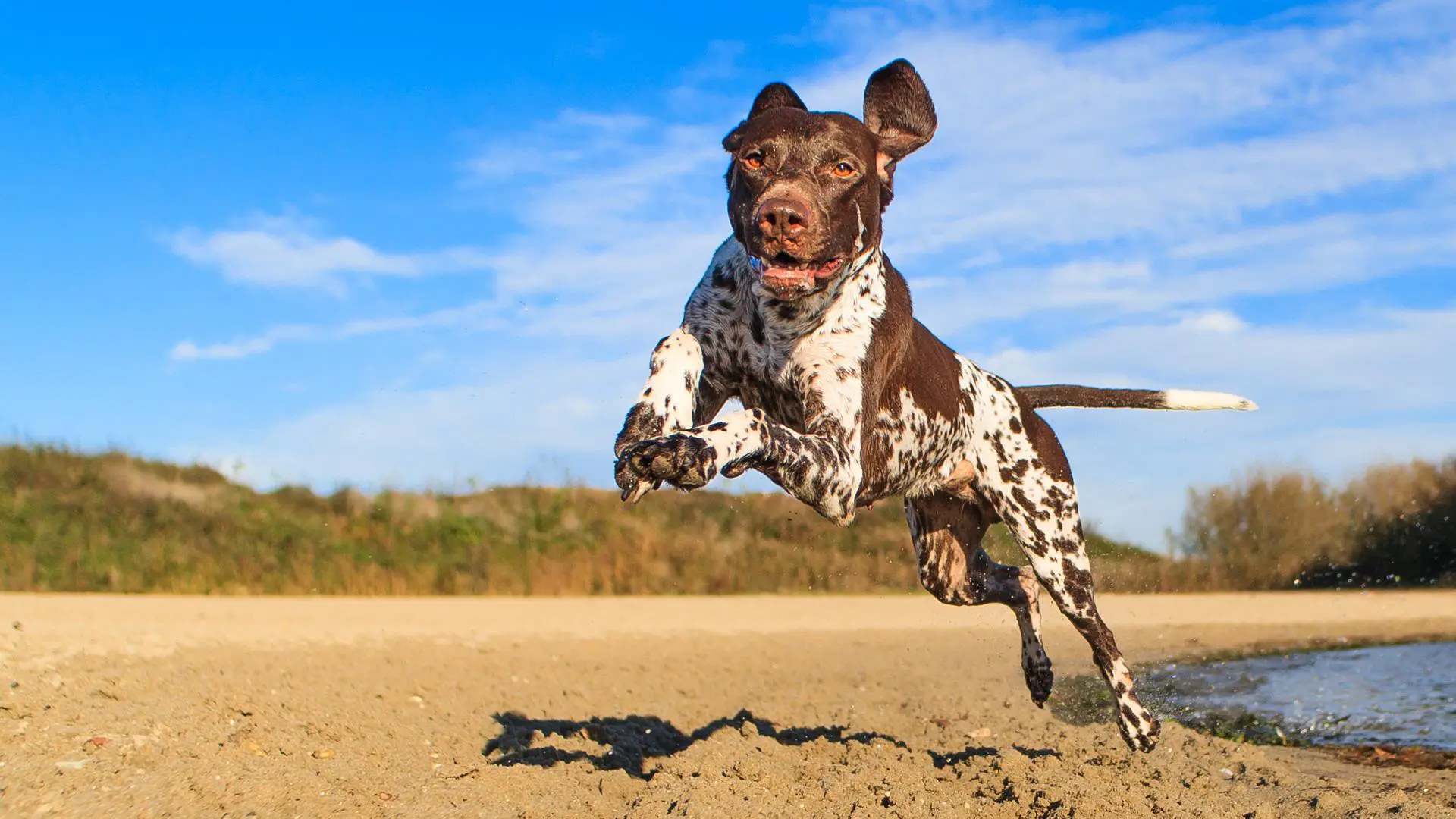 German Shorthaired Pointer