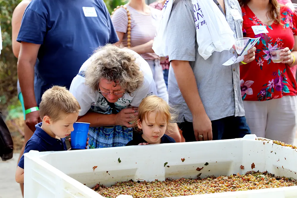 Families are welcome for the grape harvesting and stomping at Messina Hof Winery in Bryan. (Messina Hof photo)