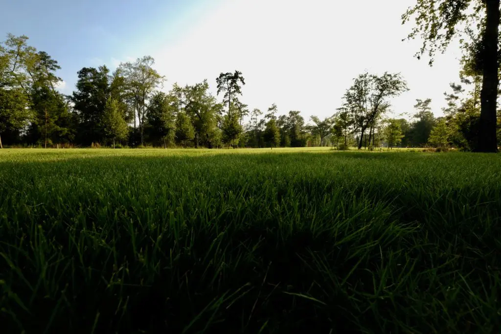 Restored savannah in the Eastern Glades in Memorial Park  (Photo by Memorial Park Conservancy)