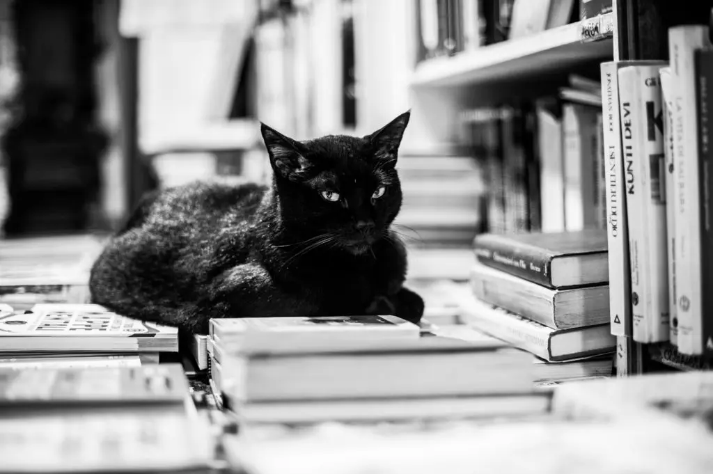 How a Rescue Cat Inspired This Fort Worth Social’s New Literary Hobby