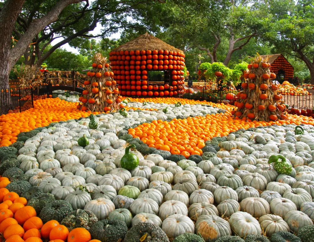 Autumn at the Arboretum is a fun place to pick up your pumpkins in the fall. (Courtesy of Dallas Arboretum)