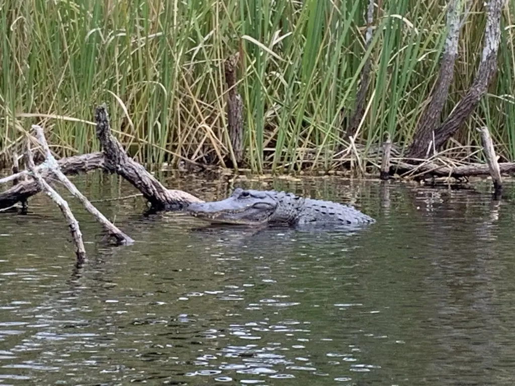 Getting a socially distant meeting with the gators at Big Cypress Swamp National Preserve. (Photo by Tarra Gaines)