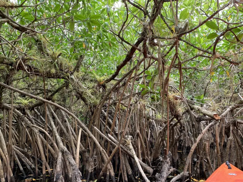 Exploring the Everglades by kayak. 