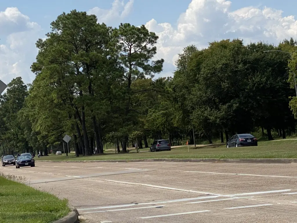 The median along Memorial Drive in Memorial Park, photographed last month, provided an eye-pleasing shield against the sun and distant visions of the Galleria area's urbanity. (Photo by Shelby Hodge)