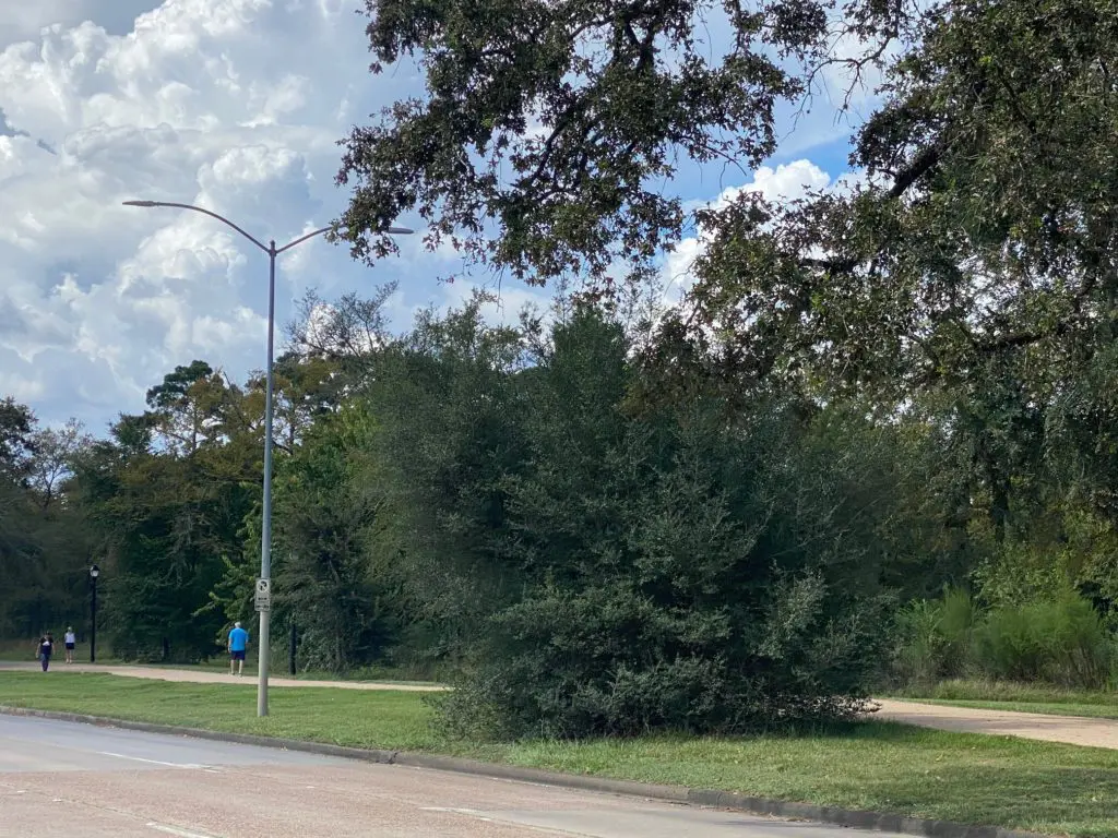 Say goodbye to these trees once the Memorial Park Land Bridge project is in full swing.  (Photo by Shelby Hodge)