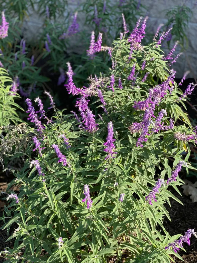 Banks of blue salvia thrive throughout the Global Collection Garden. (Photo by Shelby Hodge)