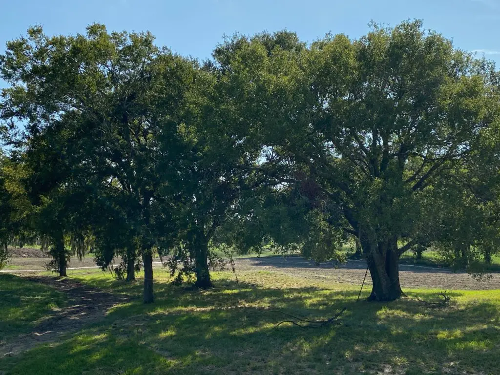 Sections of the garden, deeply shaded by mature oaks, remain in their natural state. (Photo by Shelby Hodge)