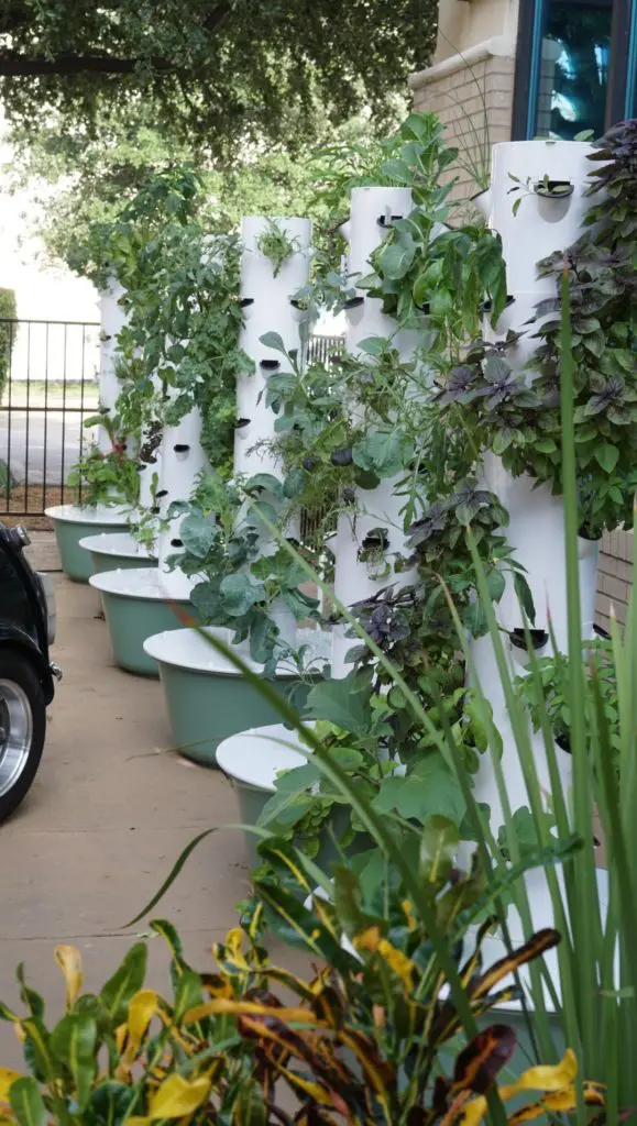 The hydroponic garden at Bavette Grill. features 36 organic herbs and veggies.