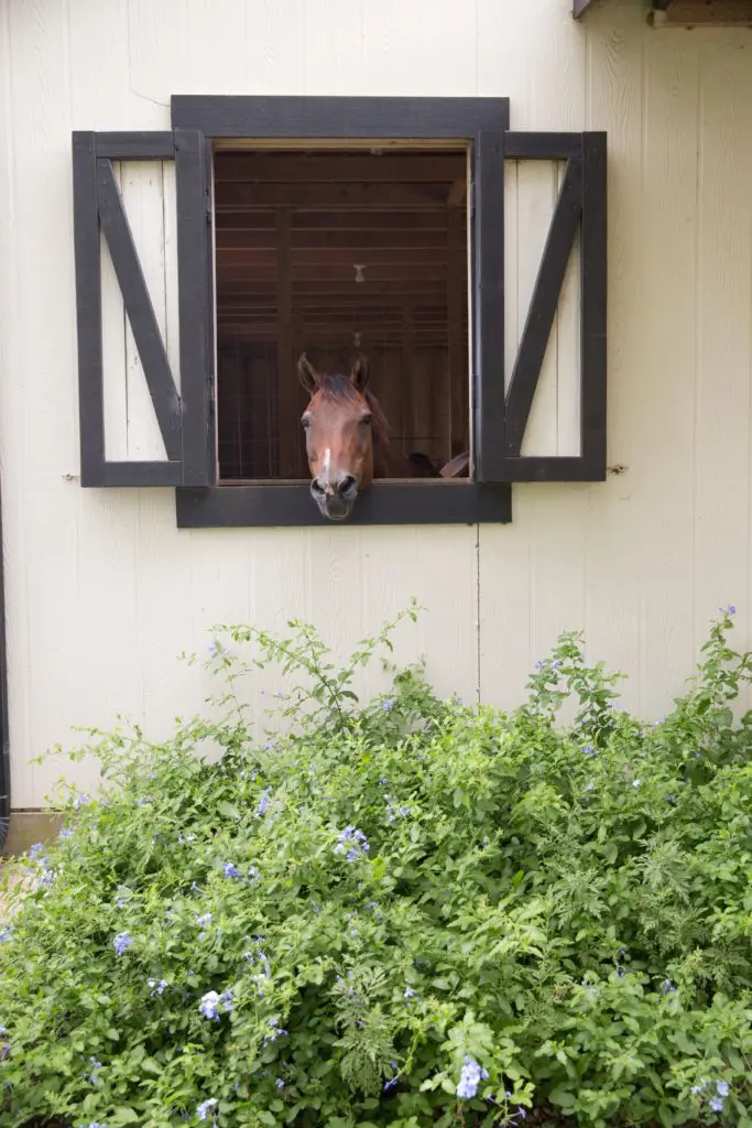 A horse is a horse, at the farm of Tye and Philip Taft. (Photo Jenny Antill Clifton)