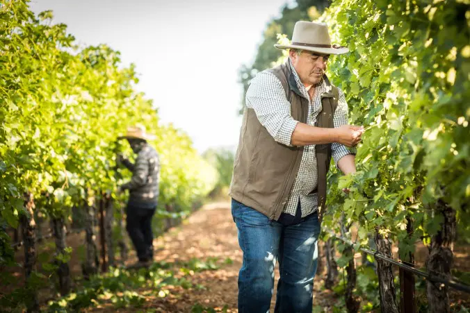 Rolando Herrera knows how to prune vines.
