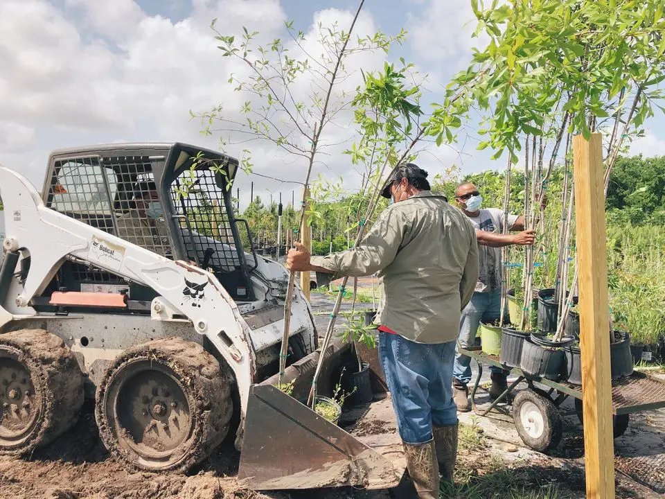 Swing by Trees For Houston to pick up a free tree on Saturday. (Facebook: Trees For Houston)