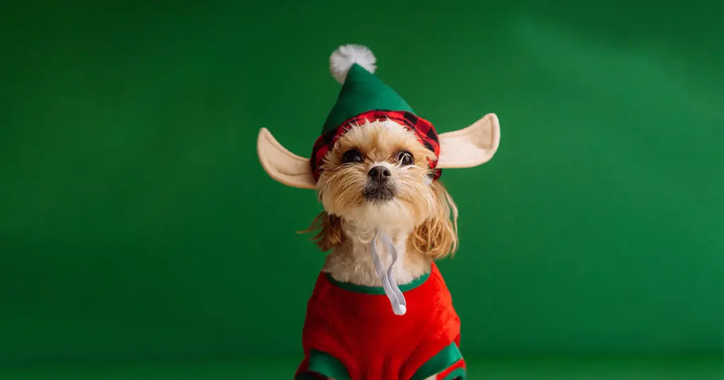 Best Things To Do In Dallas This Week(end) — Bill Burr, a Krampus Escape Room, and Holiday Lightings