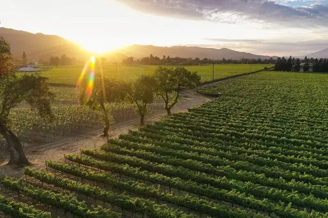 The Sullivan estate: 26 acres of vineyards and gardens.
