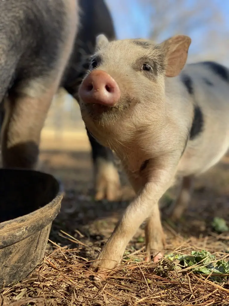 Piggles, given his name by Frances Moody,  is one of the friendly porkers that call the Antioch Buzbee Ranch home. (Photo by Vivian Arcidiacono)