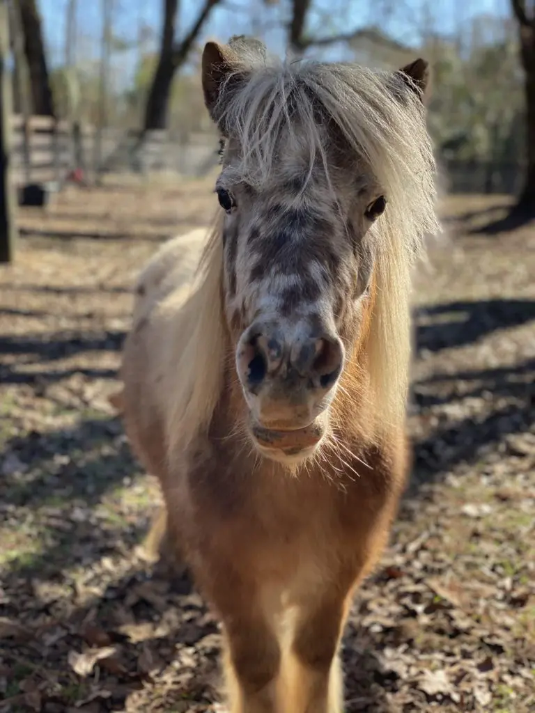 Freckles, the rescue mini-horse, has found a safe home at Antioch Buzbee Ranch, the domain of Houston trial lawyer Tony Buzbee. (Photo by Vivian Arcidiacono)