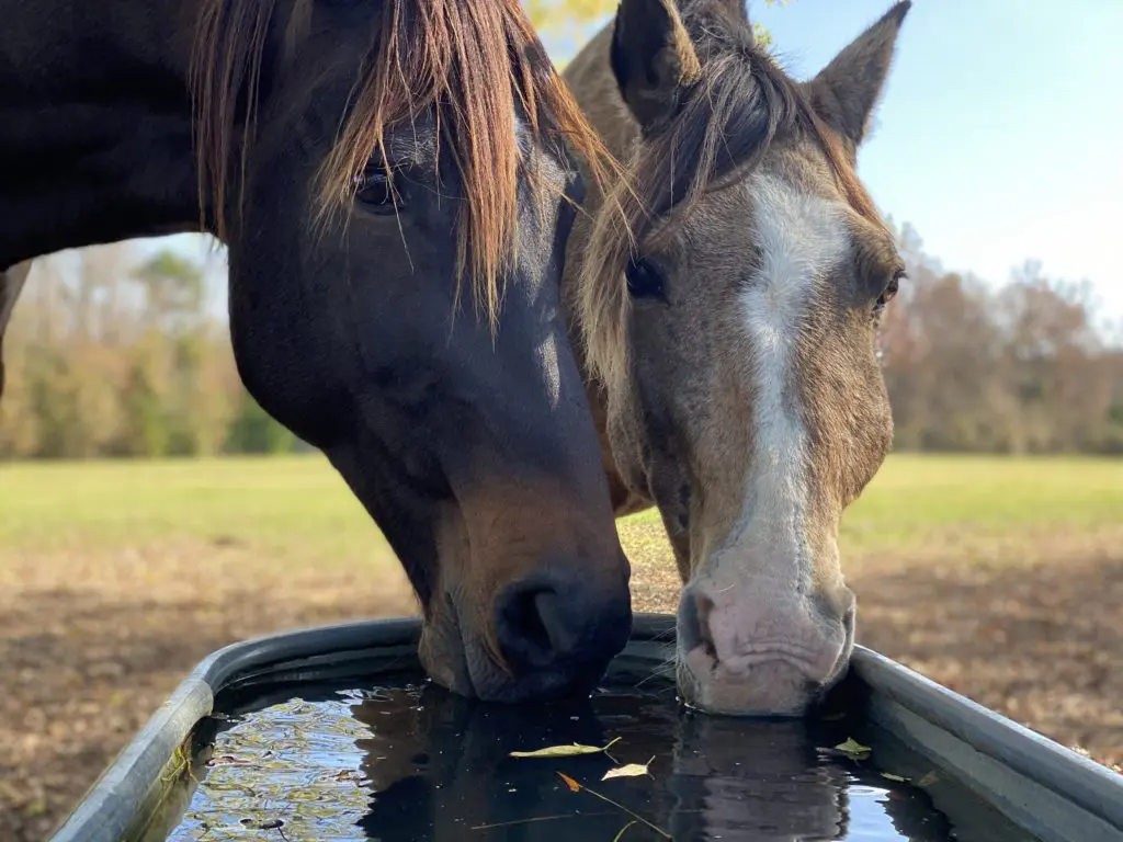 Rescue horses from Habitat for Horses find a safe haven on the 7,000 acre Antioch Buzbee Ranch, owned by trial lawyer Tony Buzbee. (Photo by Vivian Arcidiacono)