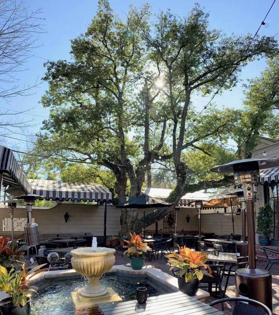 Time has come to say goodbye to the camphor tree that has graced the patio of the Backstreet Cafe since the restaurant opened in 1983. The tree is diseased and must come down. (Photo by Paula Murphy)