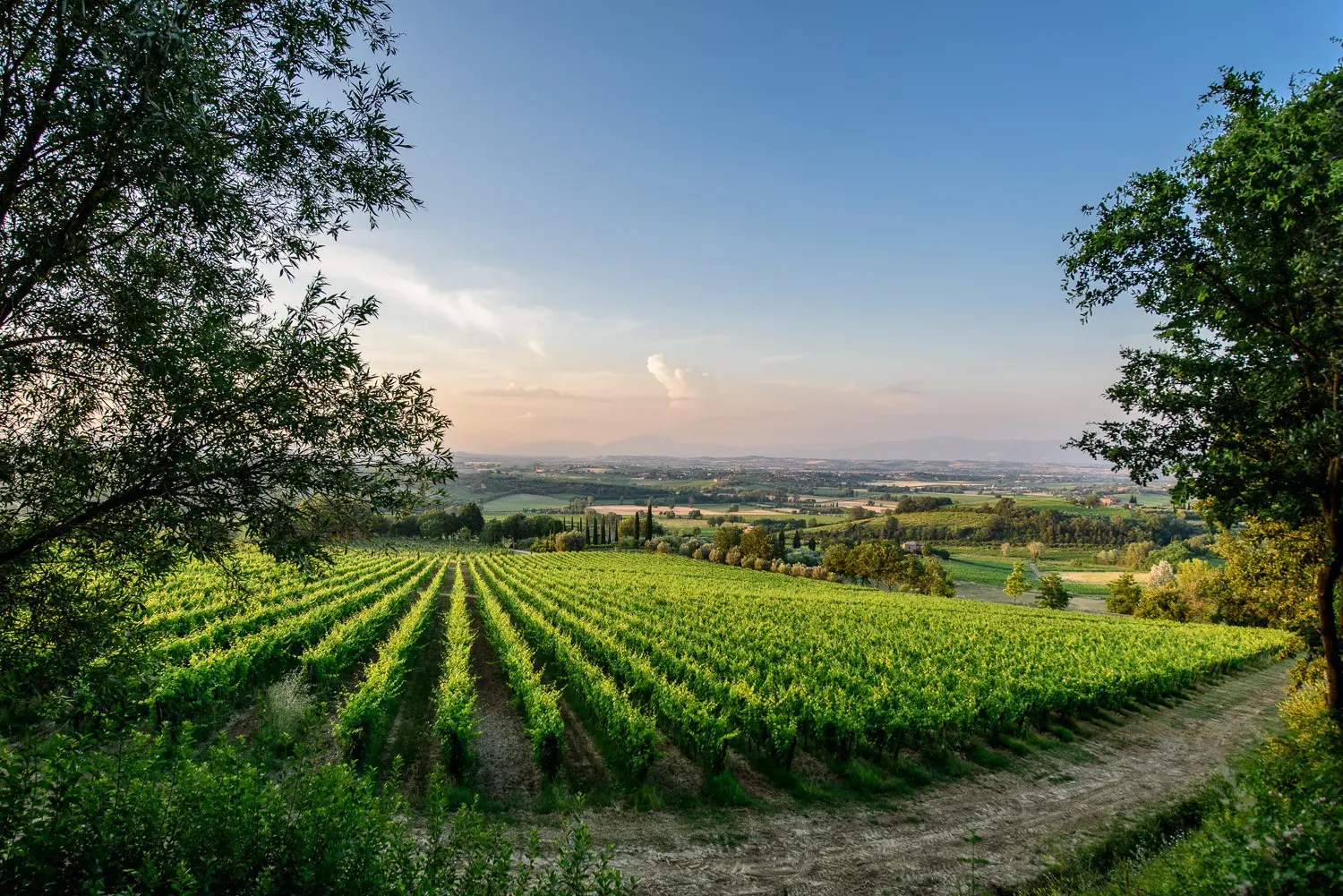 Poliziano vineyard