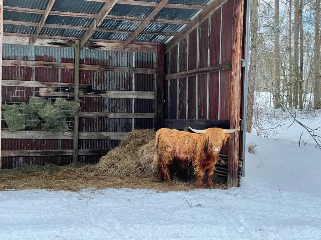 Tony Buzbee's 7,000-acre Antioch Ranch in East Texas has 12 shelters for his menagerie of rescued animals. (Photo courtesy of Antioch Ranch)