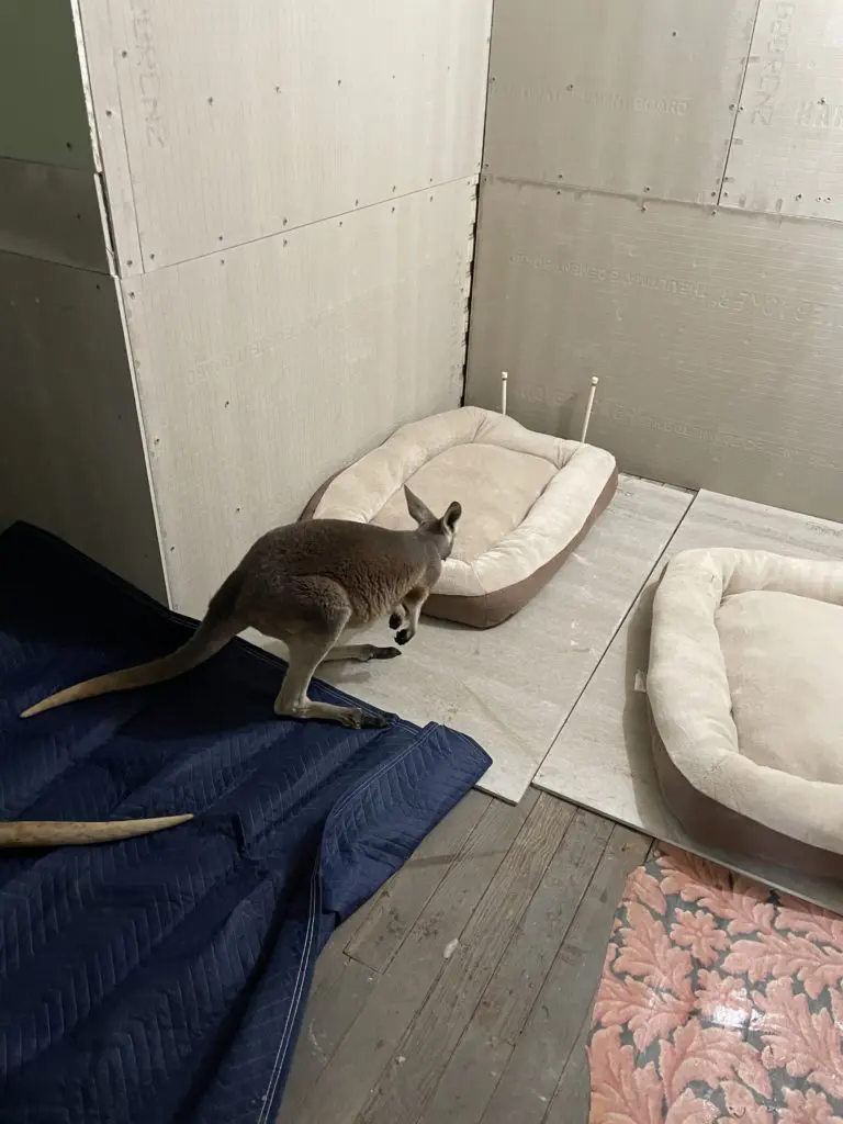 Rescue Kangaroos at Tony Buzbee's East Texas ranch are being sheltered indoors while winter storms Uri and Viola rage across Texas. (Photo courtesy of Antioch Ranch)
