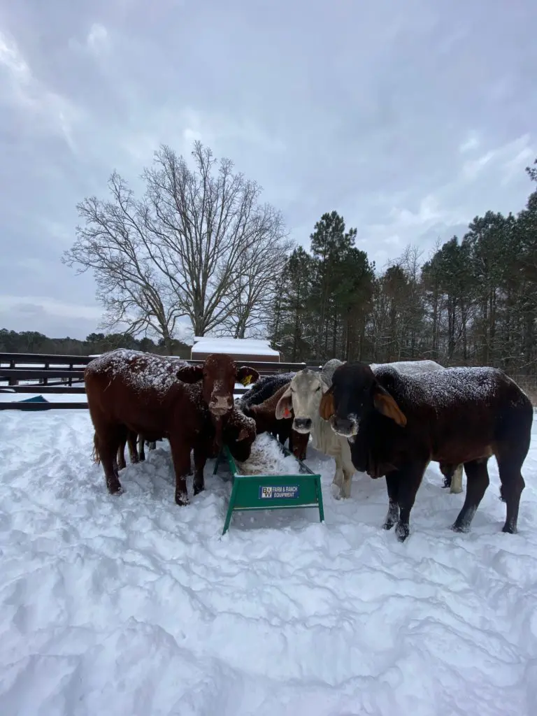 Rescue cattle at Houston attorney Tony Buzbee's ranch in East Texas are under the watchful eyes of ranch foremen. (Photo courtesy of Antioch Ranch)