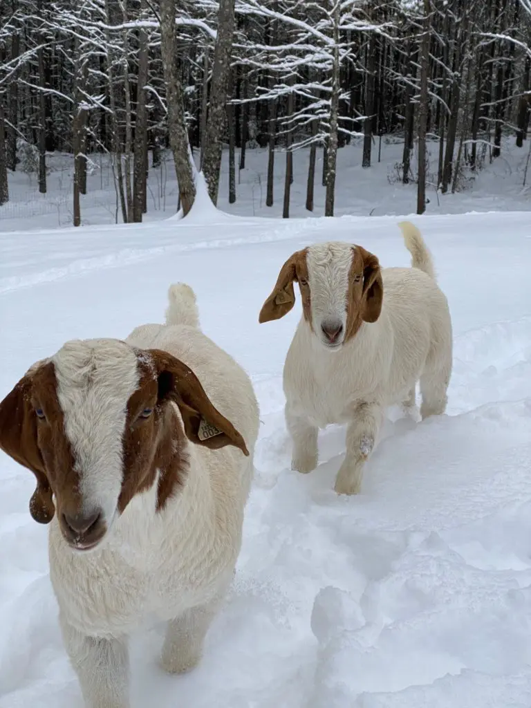The precious Boar goats at Tony Buzbee's Antioch Ranch make their way through the snowfall, resulting from winter storm Uri. They were saved from slaughter.  (Photo courtesy of Antioch Ranch) 