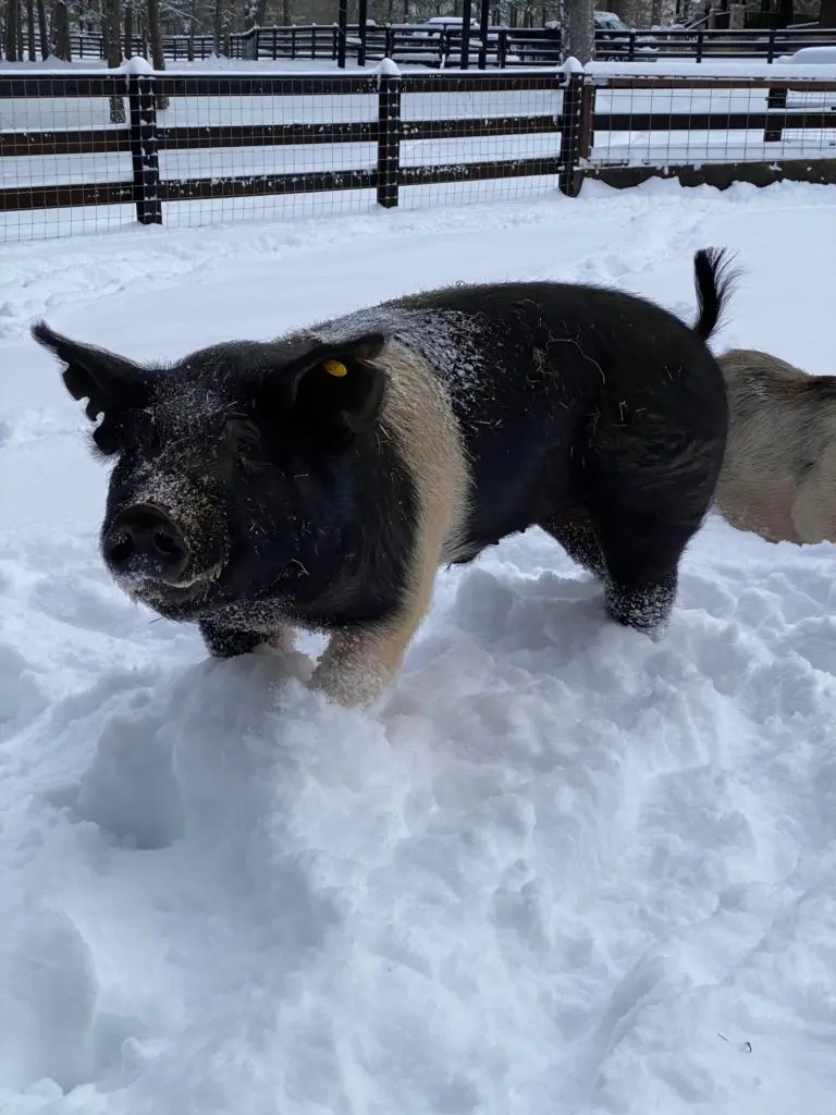 Part of the well-cared-for menagerie at Tony Buzbee's Antioch Ranch in East Texas where winter storm Uri has dumped 16 inches of snow. (Photo courtesy of Antioch Ranch)