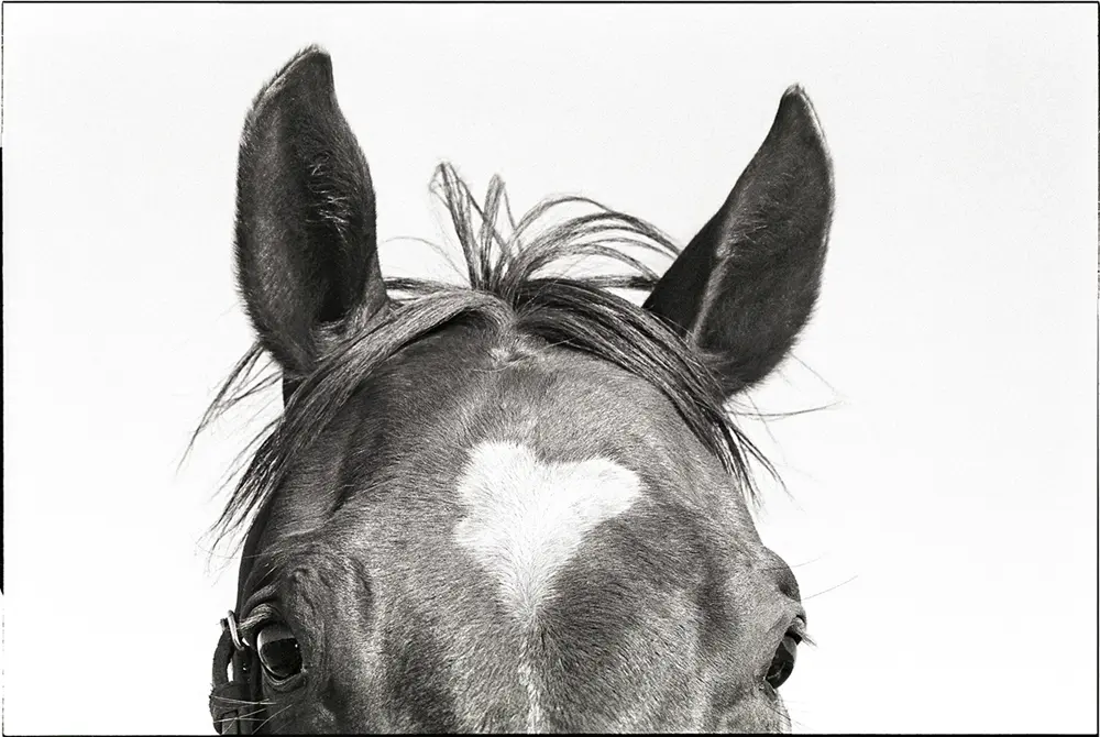 Laura Wilson's  "Favorite Roping Horse, Corazon, Y-6 Ranch, Jeff Davis County, Texas," 1992, at Red & White Gallery.