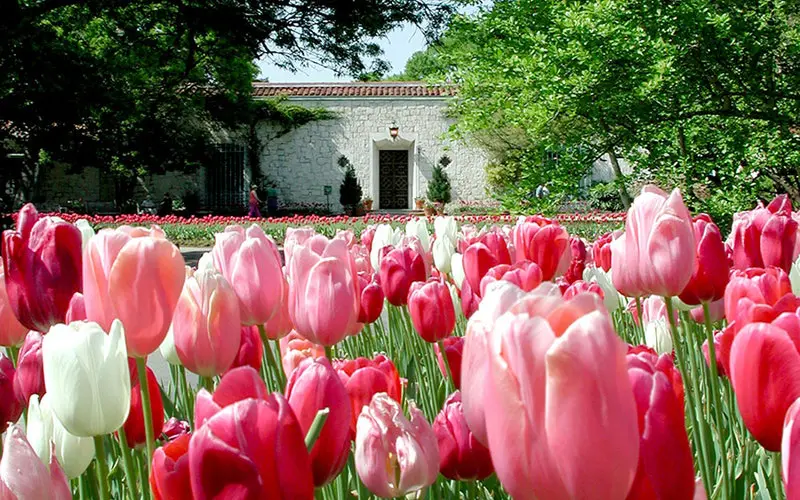 Best Things To Do in Dallas This Weekend — Spring Flowers, Irish Culture, and a Filipino Food Festival