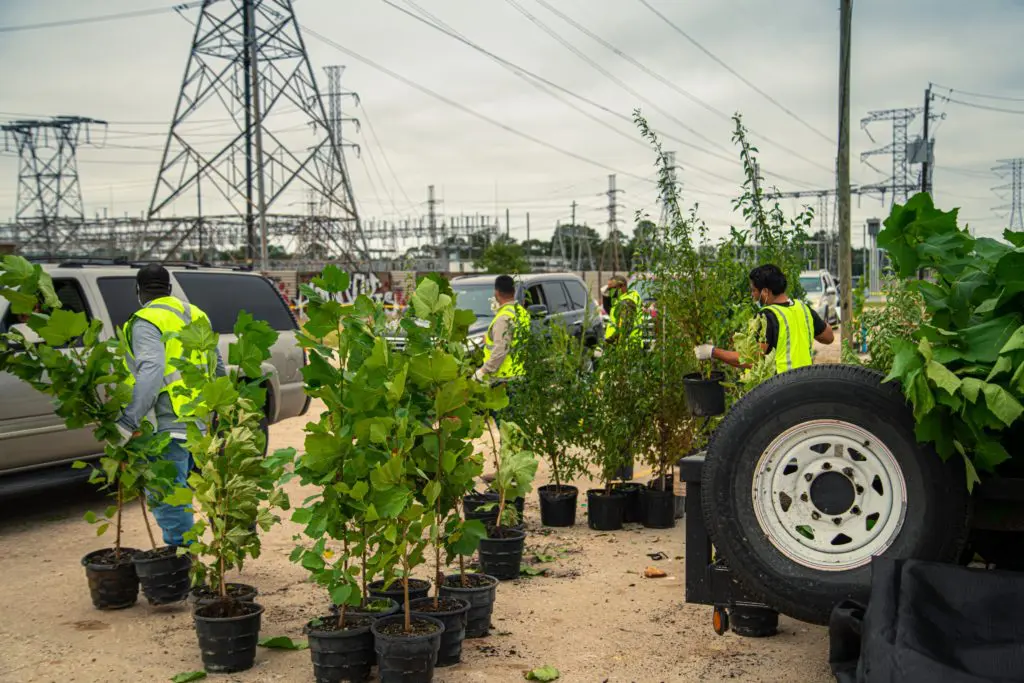 Trees for Houston has distributed more than 7,000 trees from the Garden Oaks site since planting season began. 