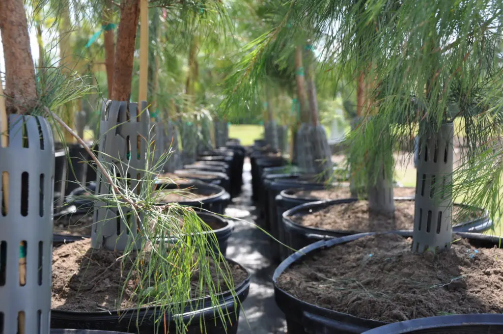 Since its founding in 1983, Trees for Houston has planted more than 600,000 trees across the Houston area.