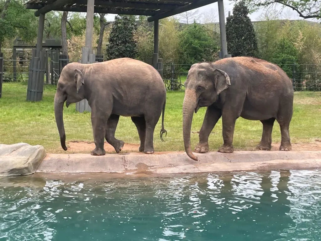 Elephant Springs debuts at the Fort Worth Zoo. Photo by Courtney Dabney.