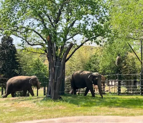 Able to move as herd in the Fort Worth Zoo's new Elephant Springs. Photo by Courtney Dabney.