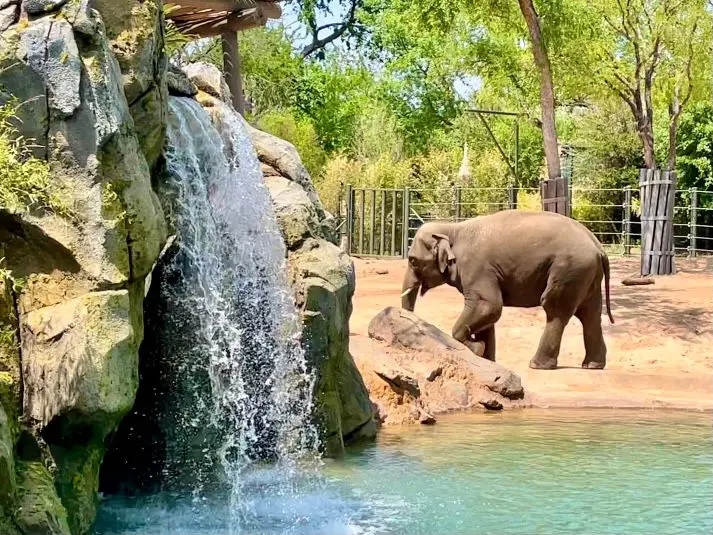 Elephants now how more room to roam at the Fort Worth Zoo.  (Photo by Courtney Dabney)