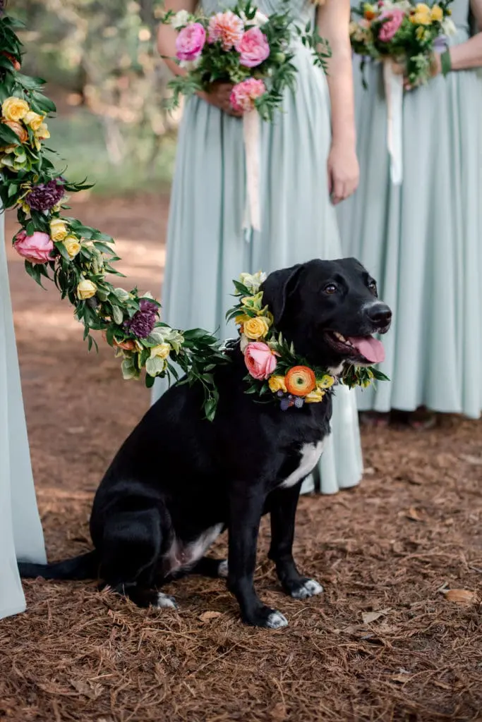 A special member of the bridal party.  (Photo by Liz Banfield)