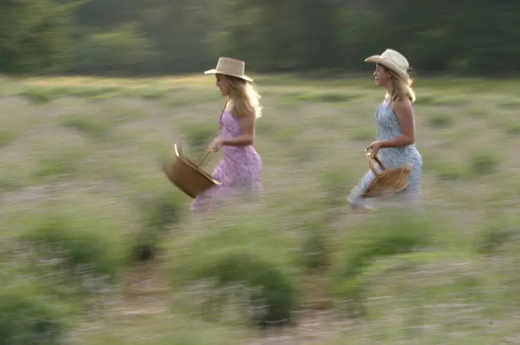 The Blanco Lavender Festival can be rollicking time in the fields.